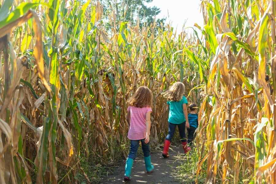 kids in a corn maze